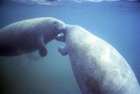 West Indian Manatee - Trichechus manatus - NatureWorks