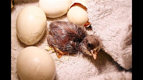 Baby Chickens Hatching