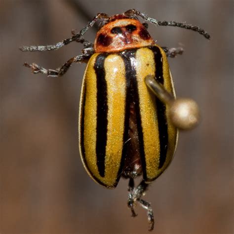 Yellow and black striped beetle - Disonycha pluriligata - BugGuide.Net