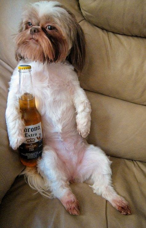 10 Dogs drinking beer ideas | dogs, drinking beer, animals