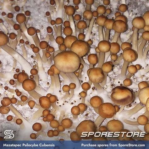 Mazatapec Spores - BudResearch.com