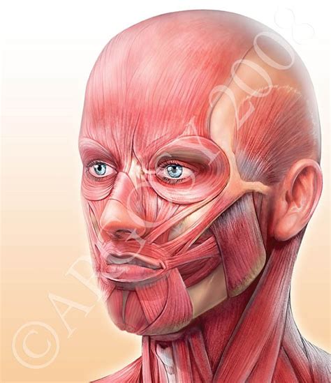 http://www.google.pl/blank.html | Muscles of the face, Anatomy art, Face muscles anatomy