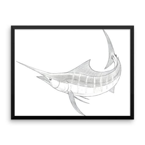 Blue Marlin Sketch at PaintingValley.com | Explore collection of Blue Marlin Sketch