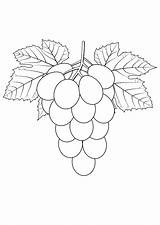 Grape Coloring Page Sketch sketch template