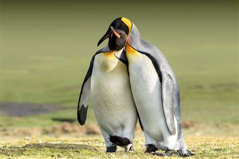 Download Animal Penguin 4k Ultra HD Wallpaper