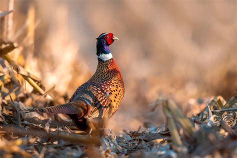 Pheasants Wallpapers - Wallpaper Cave