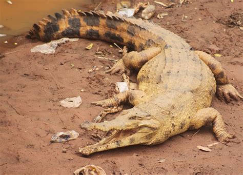 Protect a Critical Waterway in Ghana for Slender-snouted Crocodiles – Rainforest Trust