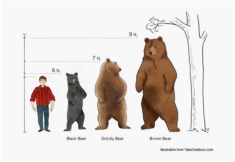 Comparison Of Commonly Found Bears And Their Sizes - Black Bear Size Comparison, HD Png Download ...