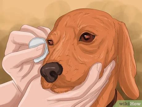 At-Home Remedies For Red, Itchy Eyes In Dogs | atelier-yuwa.ciao.jp