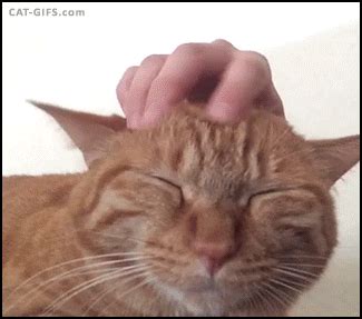 Cat Head GIF - Find & Share on GIPHY | Cat gif, Cats, Funny cute cats