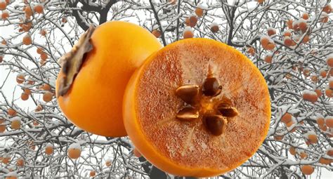 How to Grow Persimmon From Seed - Plant Instructions