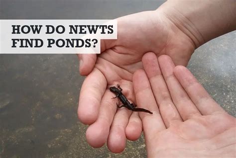 How Do Newts Find Ponds? (4 Crazy Newt Navigation Aids)