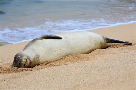 Hawaiian Monk Seal Facts: Habitat, Diet, Conservation, & More