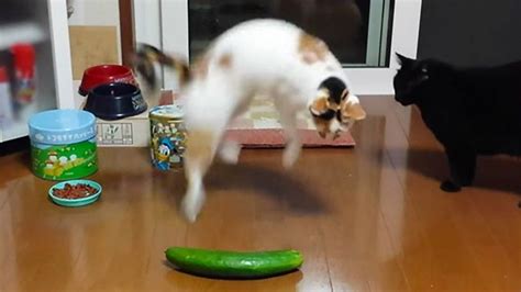 Cats vs. Cucumbers: What’s up with That? | Смешные кошки, Кот, Кошки