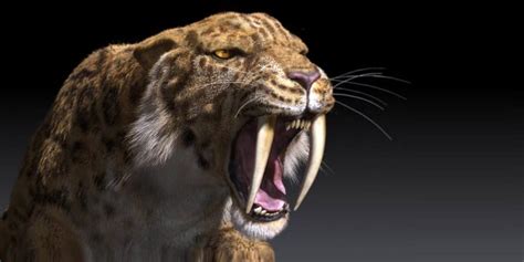 Tygrys szablozębny, szablastozębny (smilodon) | DinoAnimals.pl