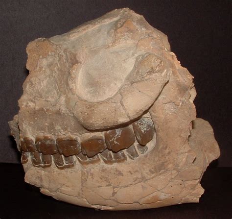 Hyracodon sp. - Members Gallery - The Fossil Forum