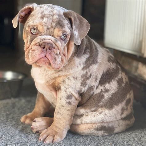 Rare English Bulldog Puppies For Sale - Tanya Tanya