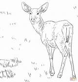 Mule Deer Coloring Page  Home sketch template