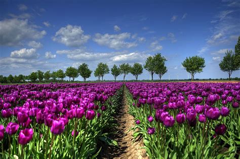 Scenic Flower Wallpapers - Top Free Scenic Flower Backgrounds ...