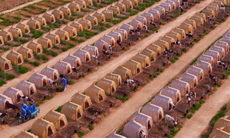 Heartbreaking Photo of Massive Dairy Farm Illustrates the Fallacy of ‘Happy Cows’ | Dairy farms ...