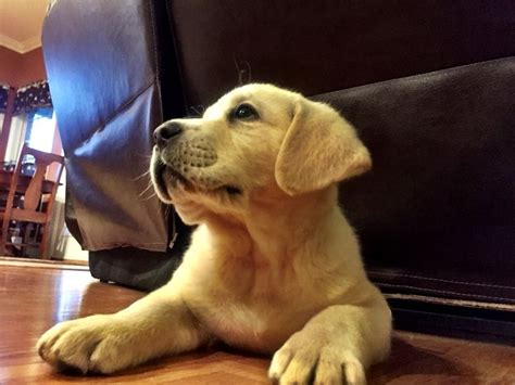 Pin by Shelby Smith on English Lab | Golden retriever, Labrador retriever, Labrador