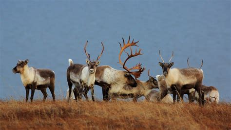 Alaska biologists research mystery of declining caribou herd | CTV News