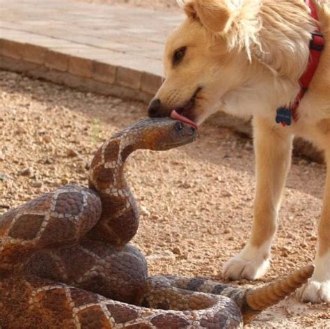 Snake and Dog are best friends : r/pics