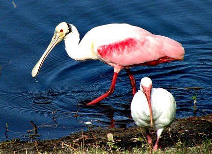 100 Florida Keys Wildlife ideas | florida keys, wildlife, florida