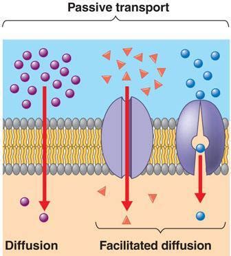 How would you explain the difference between diffusion and facilitated ...