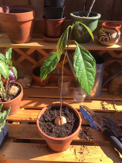 How To Plant A Avocado - www.inf-inet.com