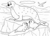 Free SEAL Coloring Pages For Download Printable PDF sketch template