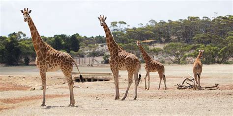 Giraffe Facts & Information - Meet our gentle giants at Monarto Safari Park