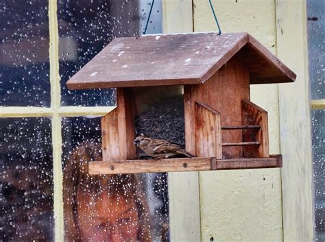 Photo Journal: Birds In A Dark Rain And Windstorm - Bedlam Farm