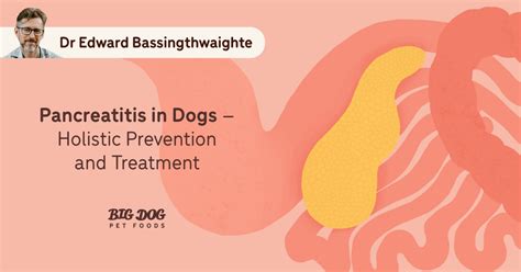 Pancreatitis in dogs – Holistic Prevention and Treatment - Guides | Big Dog Pet Foods