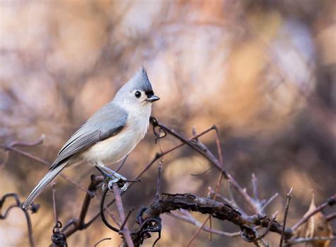 Texas Birds Guide - Birding Insider