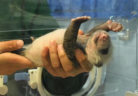 Baby Giant Pandas