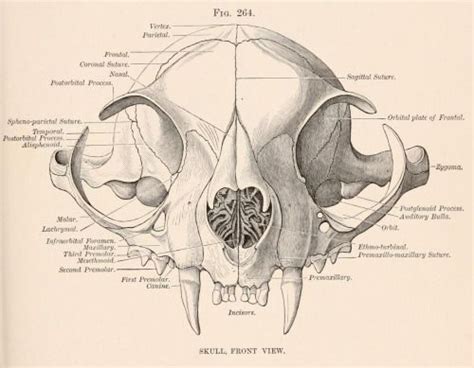 Biomedical Ephemera, or: A Frog for Your Boils | Cat skull, Cat anatomy ...