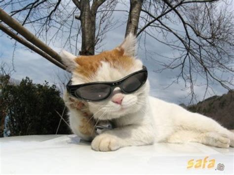 45 Cats Wearing Glasses