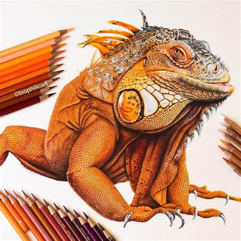 Brightly Colored Animal Pencil Drawings | Pencil drawings of animals ...