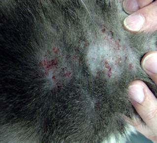 Cat Flea Allergy Symptoms & Management | whiskerDocs