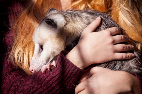 Opossum as a Pet: Is It Too Exotic? | Pet Comments