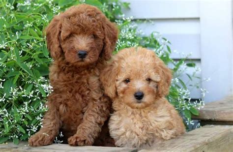 Miniature Poodle Dog Breed Information, Images, Characteristics, Health