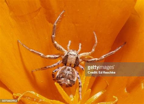 Spider Anatomy Photos et images de collection - Getty Images