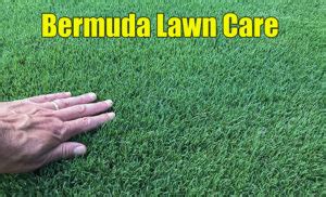 How Bermuda Grass Grows - Bermuda Lawn Guide