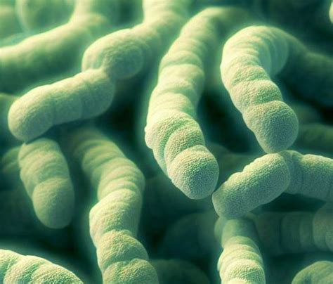 Clostridium Ramosum Susceptibility, Sensitivities, Gram stain, ICD-10