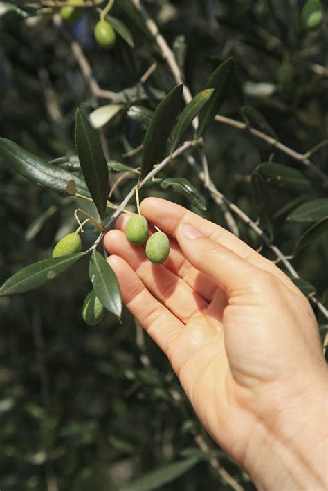 Harvesting Olives At Home: How To Pick Olives From The Tree | Gardening ...