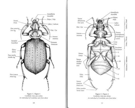 Beetle insect, Anatomy drawing, Bugs and insects