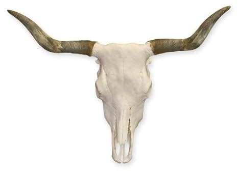 Amazon.com: Real Texas Longhorn Steer Skull: Industrial & Scientific