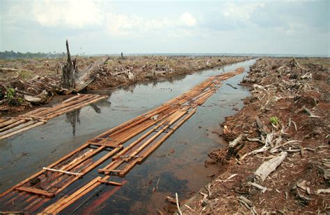 File:Riau deforestation 2006.jpg - Wikipedia