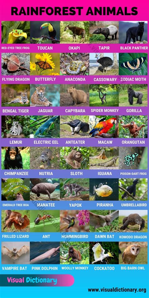 Rainforest Animals: 40 Amazing Animals Found in the Rainforest - Visual Dictionary